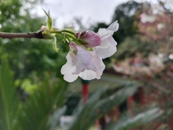 汐止區大尖山櫻花+秀峰瀑布O型3009403