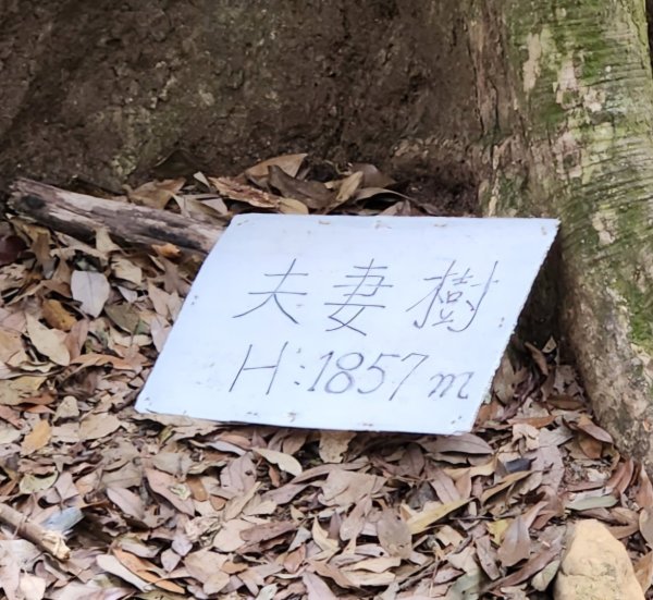 【中級山縱走】最美中級山，鳶嘴西稜縱走（鳶嘴山，醜崠山，長壽山）2741355