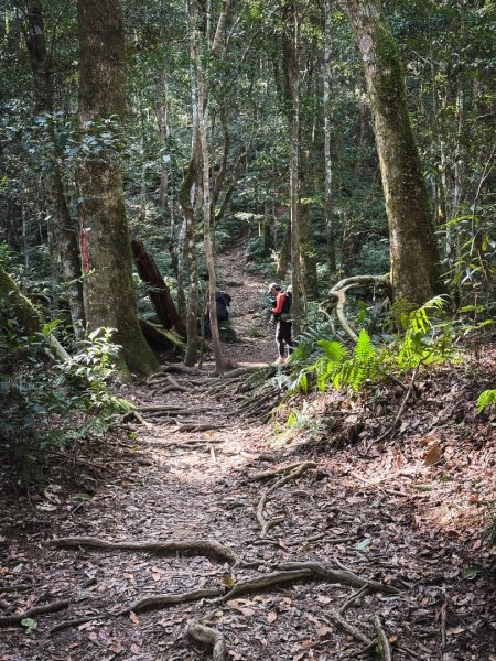 高島P型縱走-夢幻的杉林營地3012438