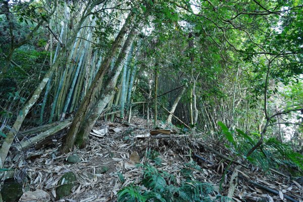 苗栗 泰安 洗水山2399054