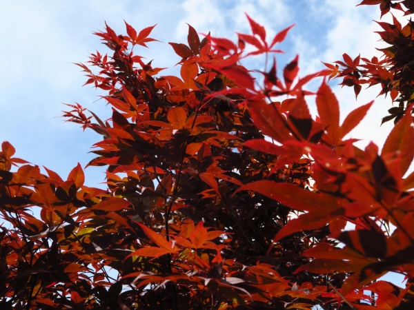 台灣唯一盛夏紫葉槭楓紅大爆發51761