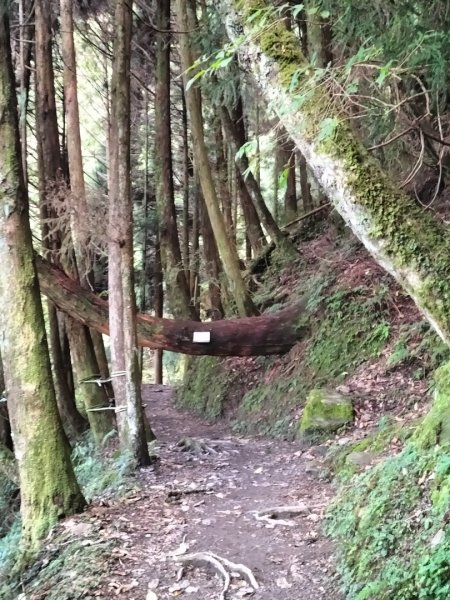 檜山巨木群步道2250326