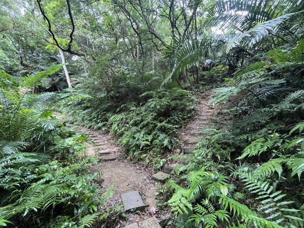 [微笑山線_第三段] 2025_0720 鳶山山系_鳶尾山2843646