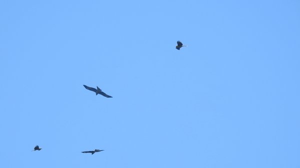 雲山水花鳥蝶 - 天龍國阿伯的日常7/18 & 21、22、292553923