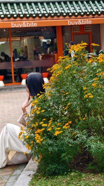 #虎山  #101大樓  #國父紀念館 #河津櫻 #中正紀念堂 2/193002653