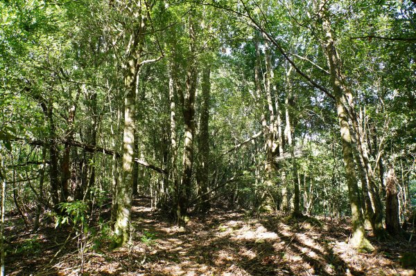 新竹 尖石 屯野生台山、石麻達山、錦屏山2904270