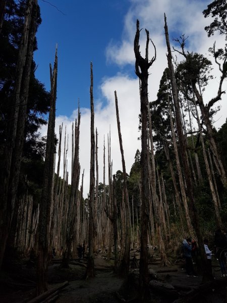 嶺頭山+金柑樹山+忘憂森林874614