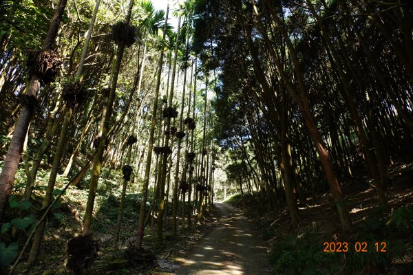 嘉義 竹崎 大坑山2032202