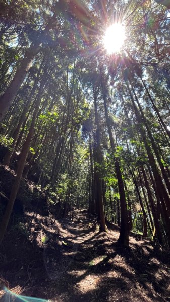 雪見大板根2877610