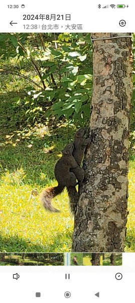 大安森林公園【走路趣尋寶】【臺北健走趣】2578290