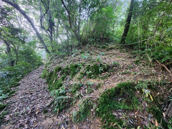 20260214磨碧潭山(坪林上三角崙山失敗中途撤退)回程順遊大尾山步道鬼子瀨尖3010915