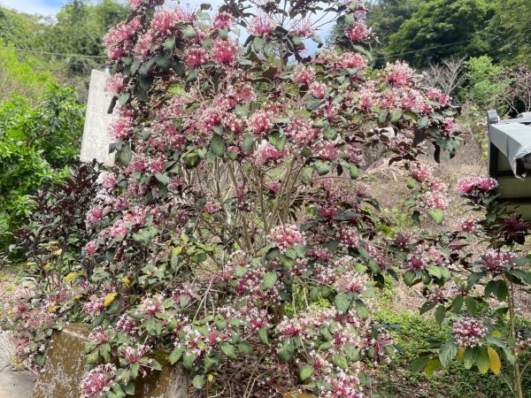 樟之細路-尋寶💎任務1-53019790