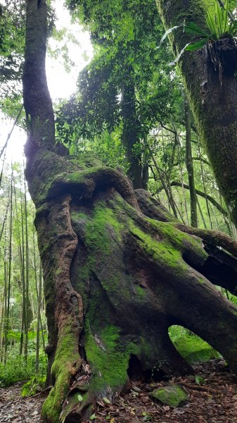 《雲林》望好望角｜石壁山嘉南雲峰步道(中側登山口）202506072805422