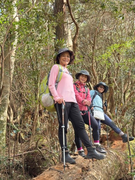 🌈12/18（三）魔法森林-塔曼山~網美打卡-巴陵鐵塔🌈2671860