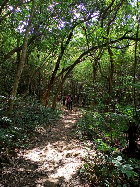 【小百岳集起來、臺北大縱走 4】翠山步道→大崙尾、頭山步道→大崙頭山北面步道→甜水鴛鴦湖→許願步道1794134