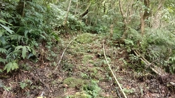 萬里區石門嶺古道(保甲路)-溪畔小徑-雙溪溝古道3087332