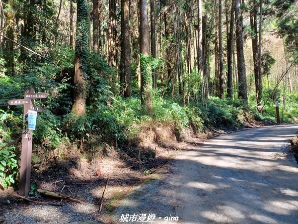 【嘉義。阿里山鄉】小百岳集起來。 編號60小百岳-奮起湖大凍山步道1579181