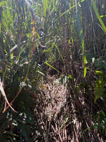 2025-08-30 豎旗山西北稜上-豎旗山-烏山古道西段下2874129