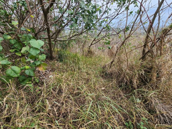 20250101海口山、糠榔埔山、闖水窩山及大牛朝山2726196