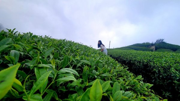 二延平步道1433236