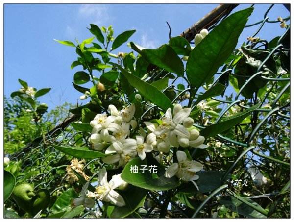 台中/大坑最美5-1步道882415