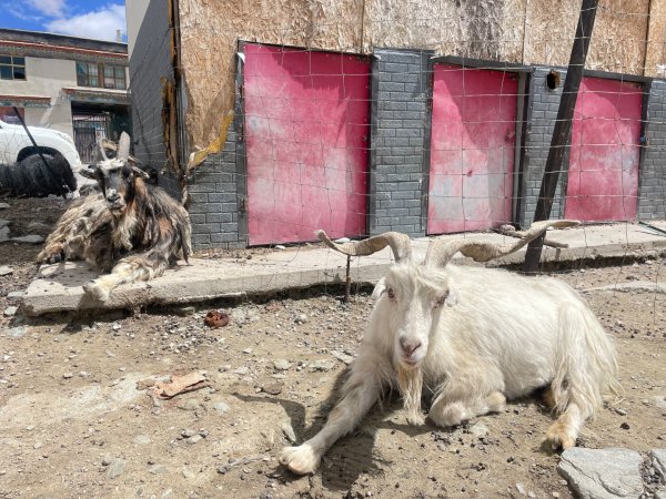 西藏♥️可愛動物🐎人物寫真/拉薩旅拍/美食2902890