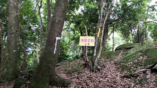 20250531 新竹關西 赤柯山及東獅頭山 O型2801106