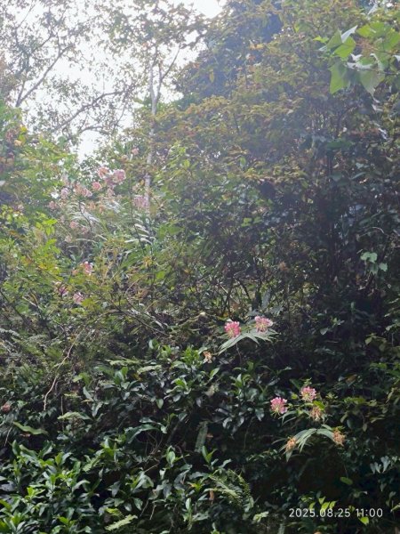 岩壁上的花、艷紅鹿子百合（22869789