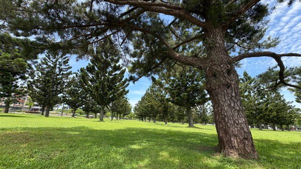 綠衫林公園