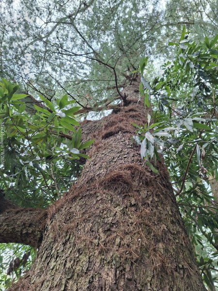 《南投》松濤徐徐｜惠蓀林場關刀山林道上巨松台環山嵐小徑202603213021380