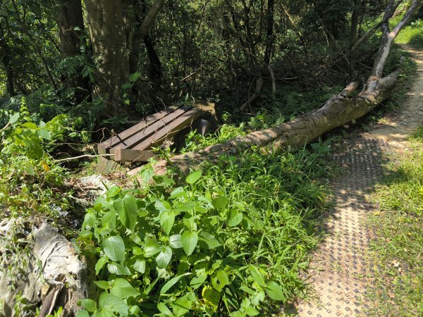 20250830天上山、旺旺嶺、太極嶺2874083