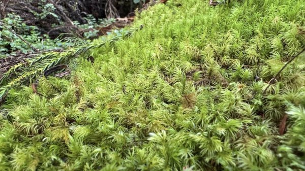 20250913小百岳三星山2885226