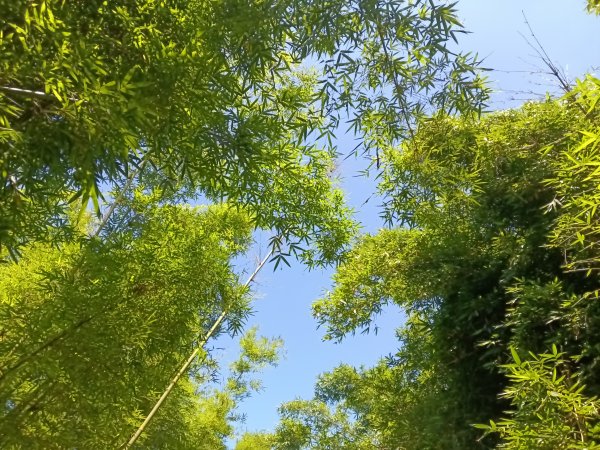 貢寮區文秀坑古道+觀日嶺步道O型2809176