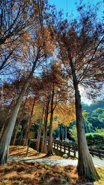 《台中》落雨松季｜石岡挑物古道O繞下情人木橋202501122687603
