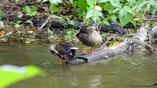 關渡自然鳥公園2322965