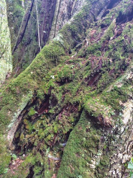 稍來小雪山國家步道、船型山、鞍馬山、鞍馬山東北峰、天池、雪山神木2799869