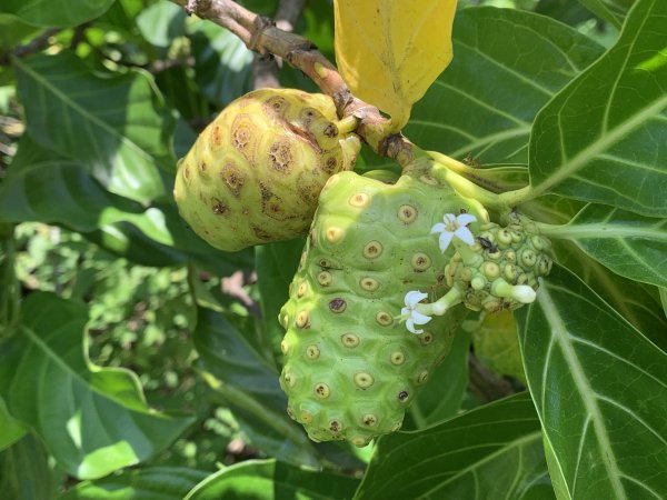 20250628高雄上平山2826364