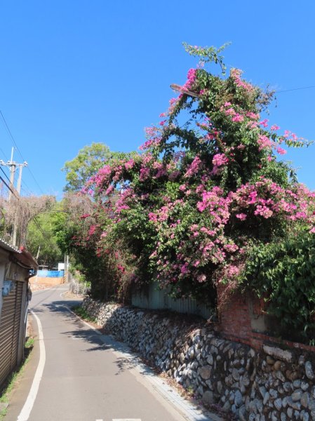 南投草尾嶺步道(賞血藤花)3031413