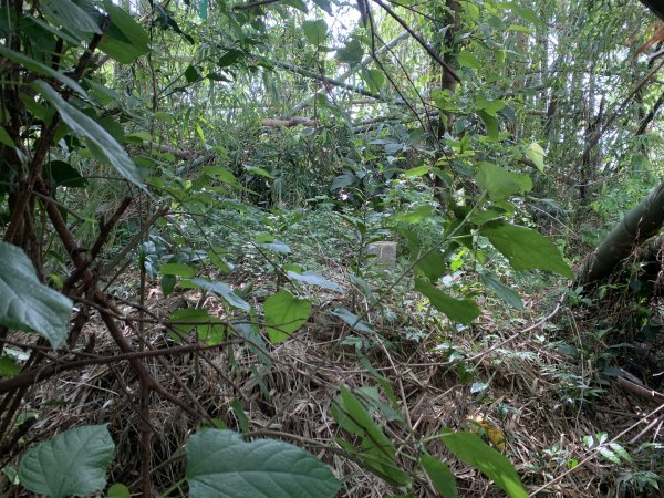 20250830高雄新鳥山2877050