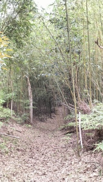 青潭竹林路2巷…青潭尖…新烏路…竹林路2479723