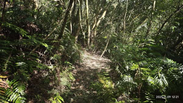 20251109 士林站到大湖站(福山宮_腰繞_燕溪古道_翠山步道_龍船岩_大溝溪)2932351