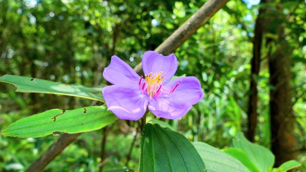 內雙溪自然中心2808693