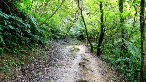 微笑山線405高地段2844167