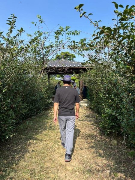 ［竹山］山坪頂茶山七星步道2909688