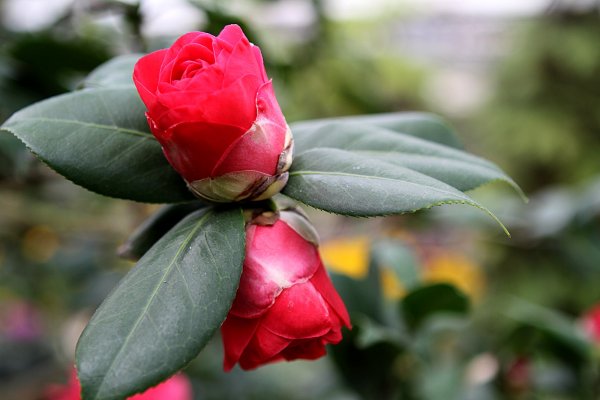 杉林溪賞花872569