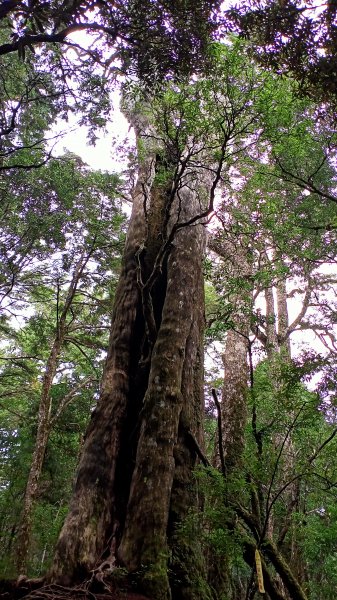 塔曼山：新北市第一高峰之樹的國度1860934