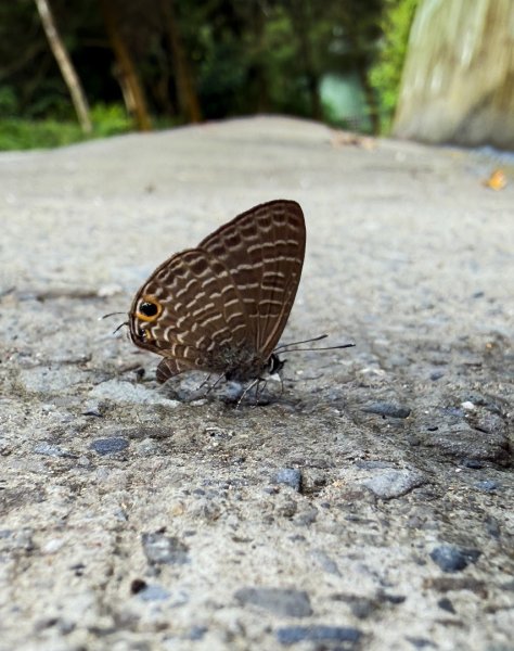 埔里能高瀑布-慶安步道-觀景台2801459