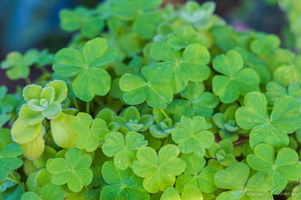 [台北]大崙頭山、碧山巖、忠勇山2746178