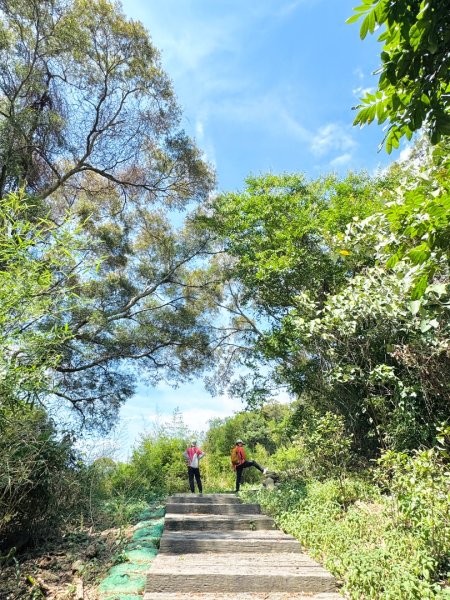 虎山岩區4條大嶺巷步道十二分埔山O繞逍遙輕鬆行3064030