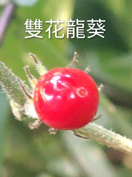 唐麻丹山 蝴蝶谷2918881